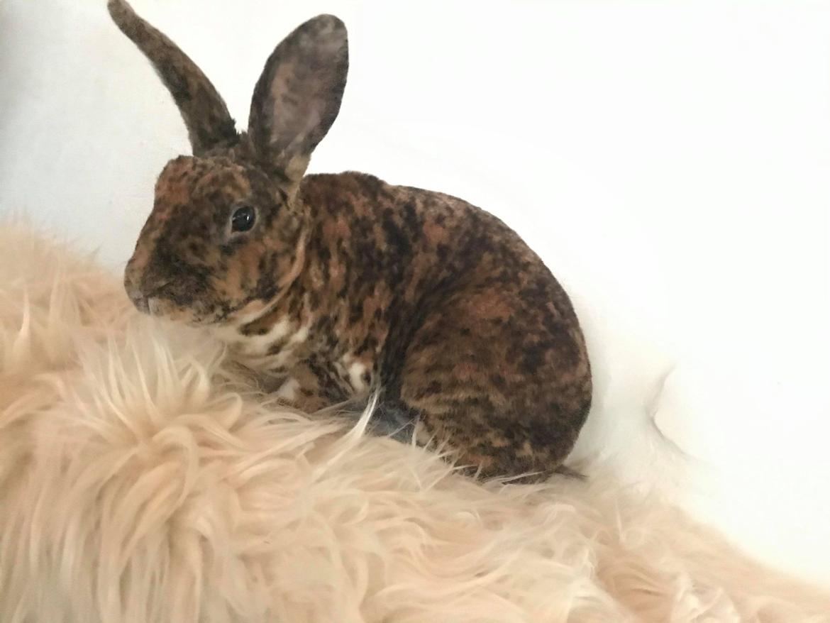 Kanin Helios billede 2