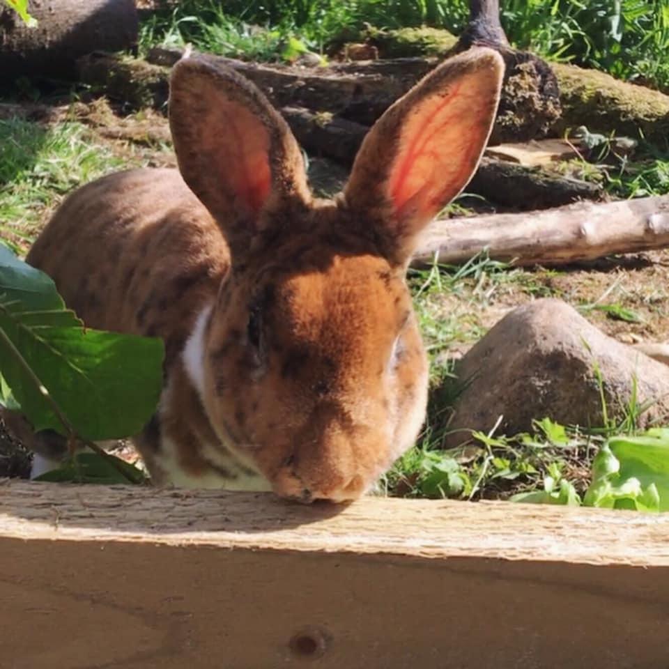 Kanin Sol billede 3