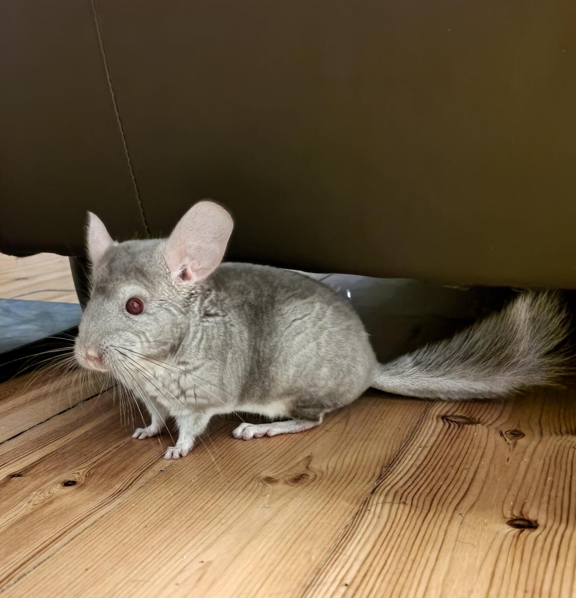 Chinchilla Balder billede 2