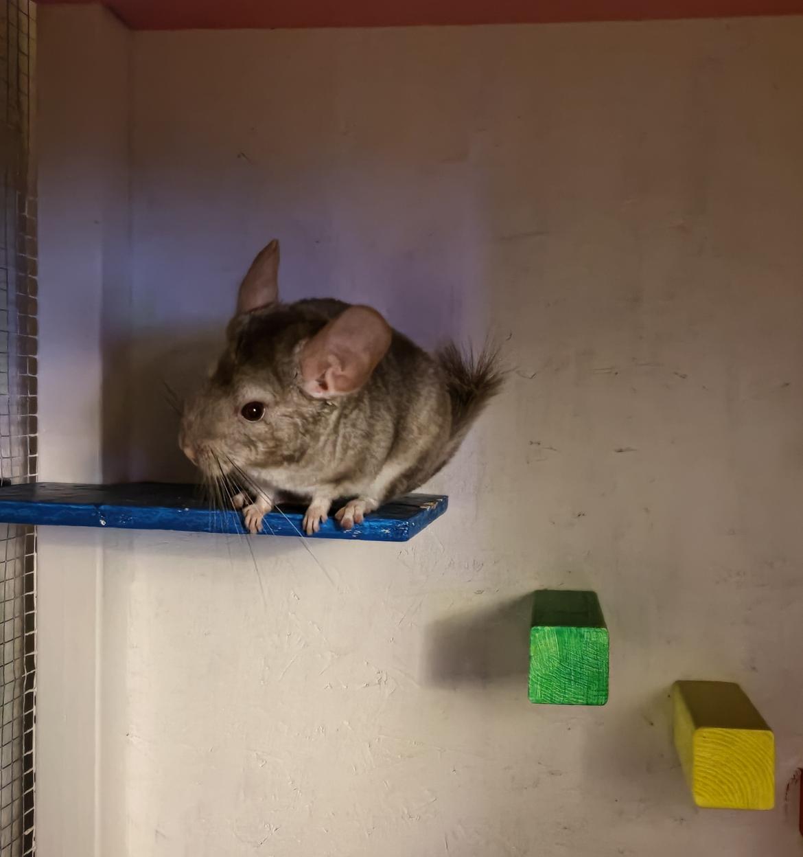 Chinchilla Balder billede 4