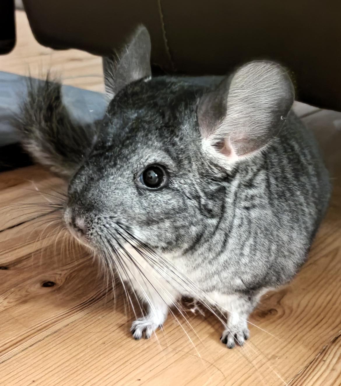 Chinchilla Chili billede 1