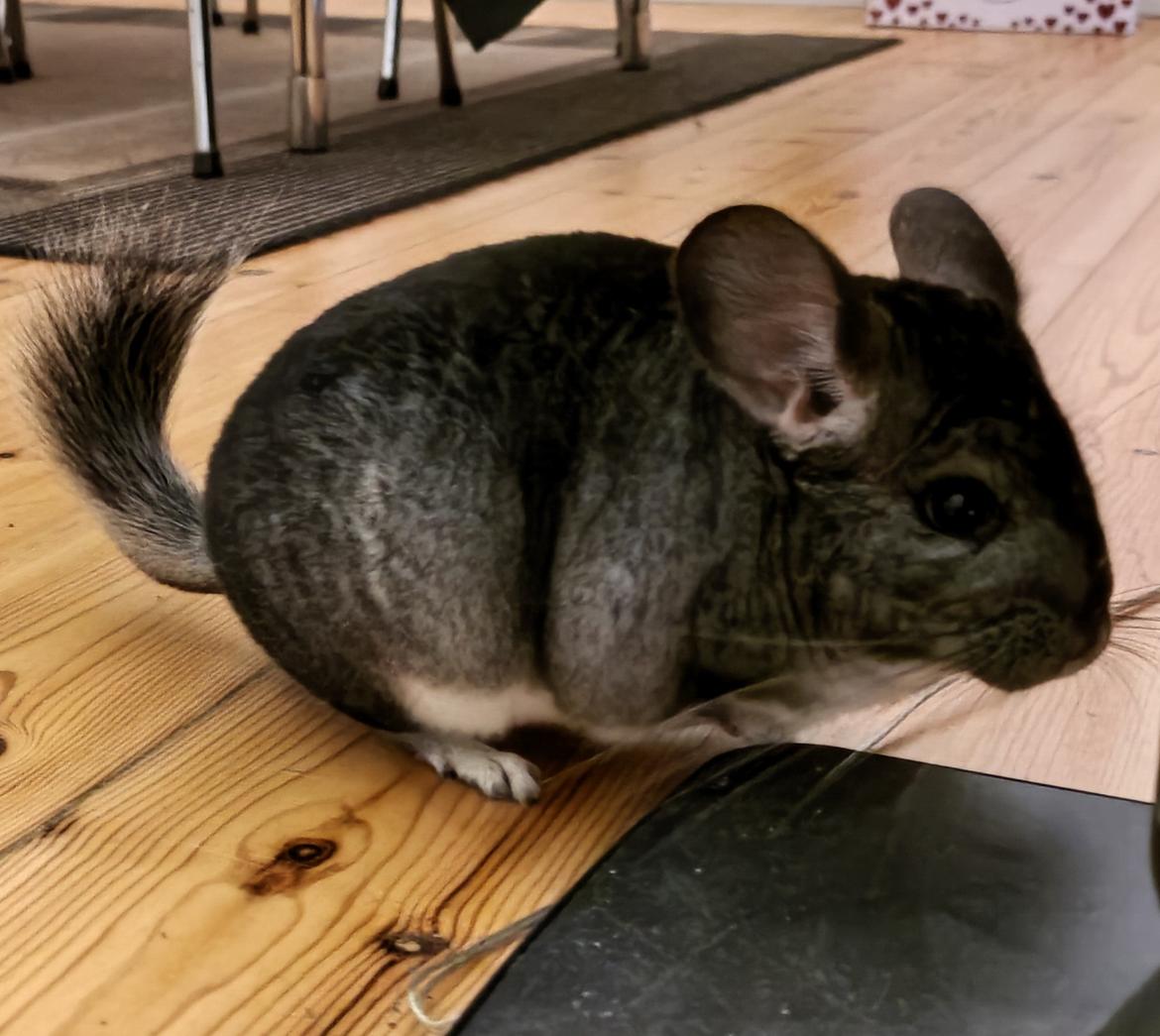 Chinchilla Chili billede 2