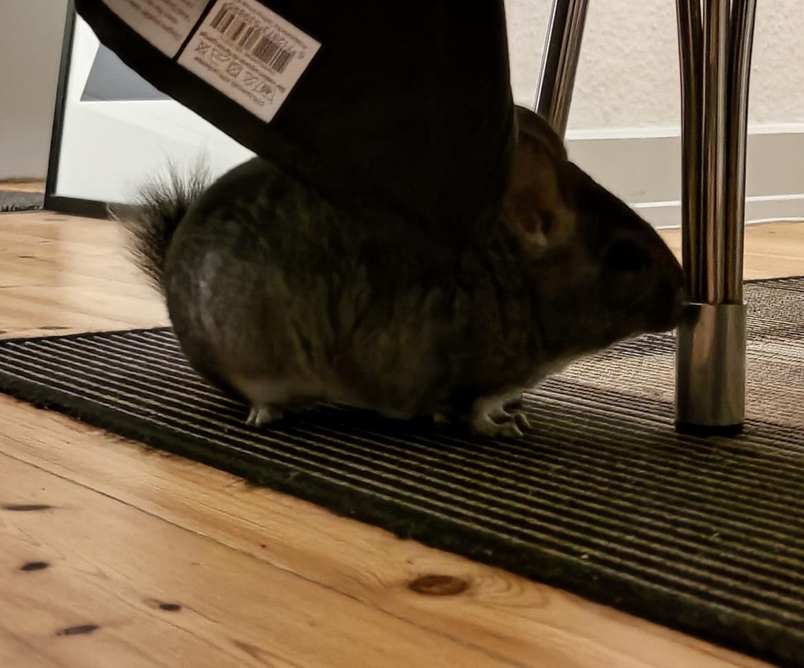 Chinchilla Chili billede 3