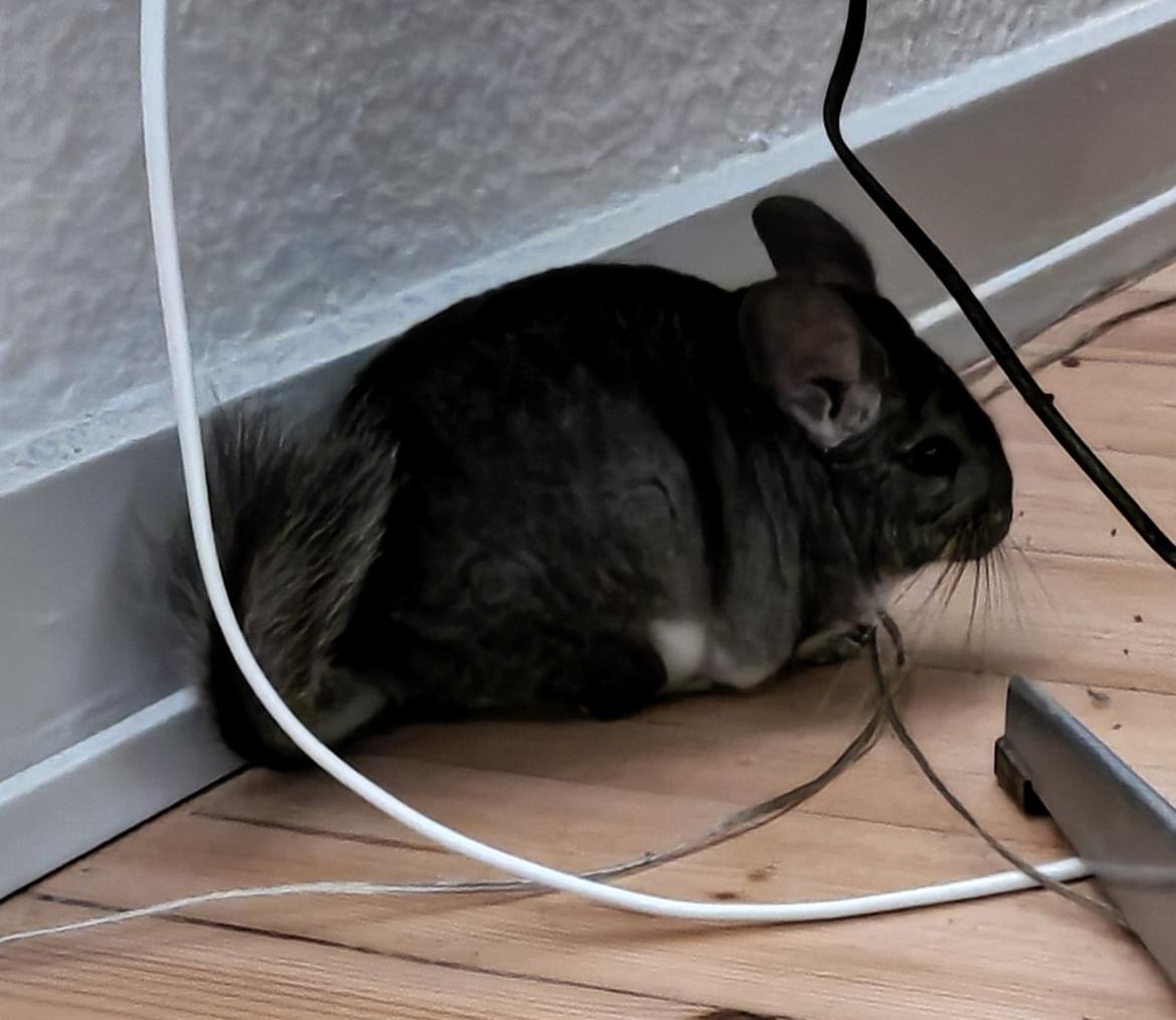 Chinchilla Chili billede 5