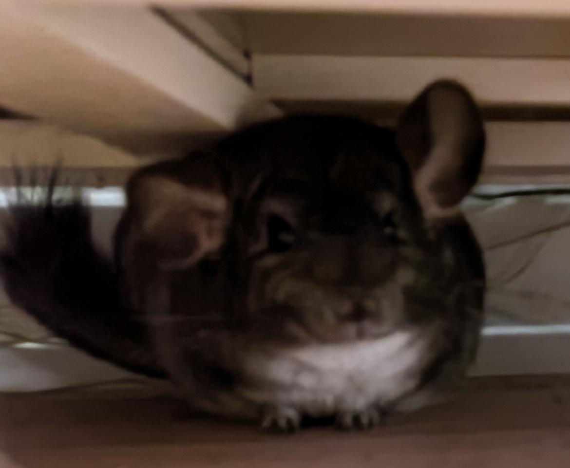 Chinchilla Chili billede 4