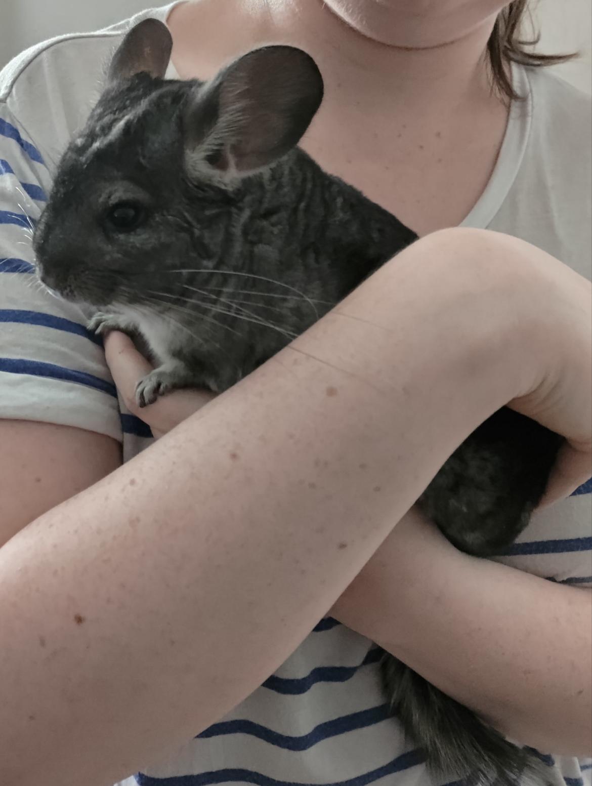 Chinchilla Chili billede 7
