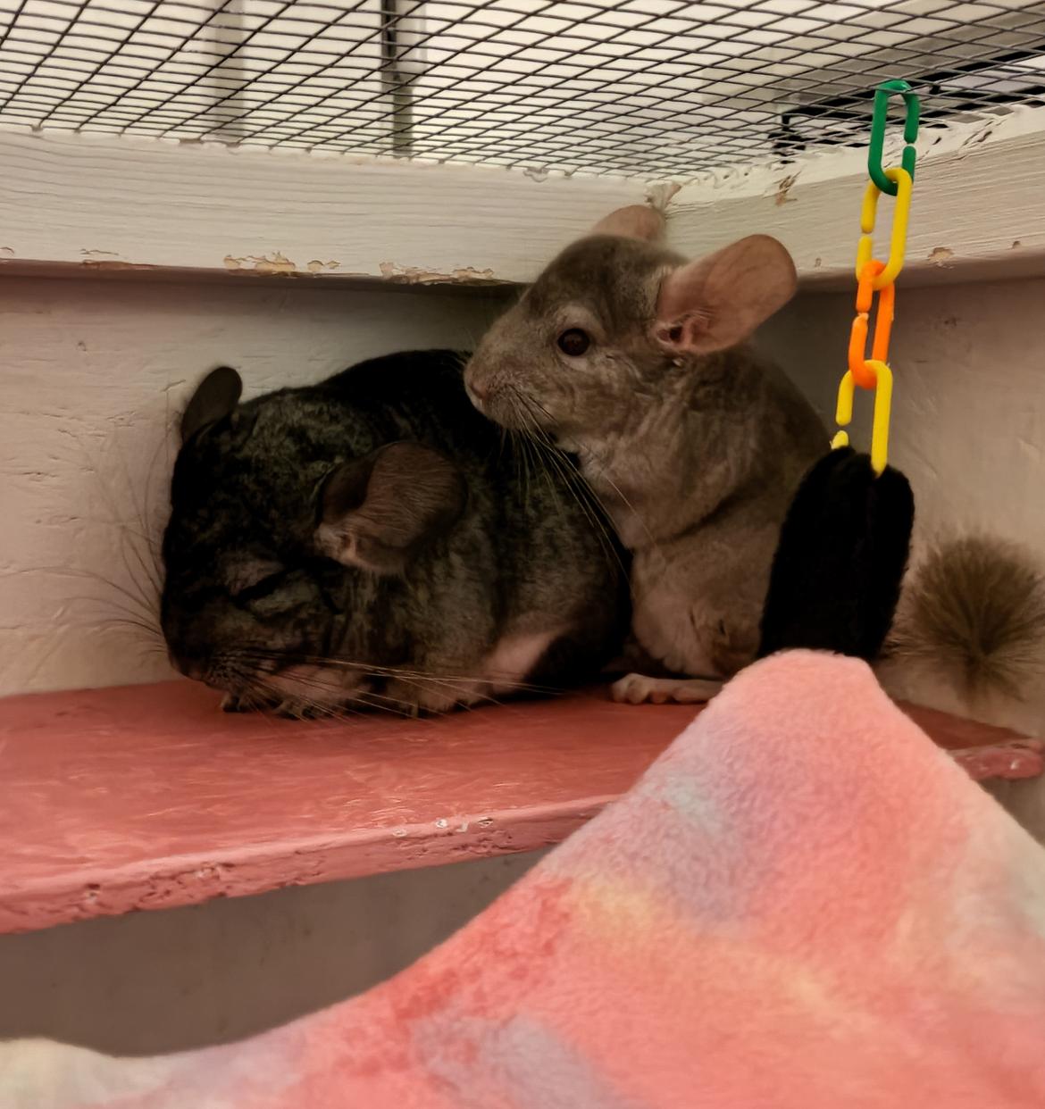 Chinchilla Chili billede 6