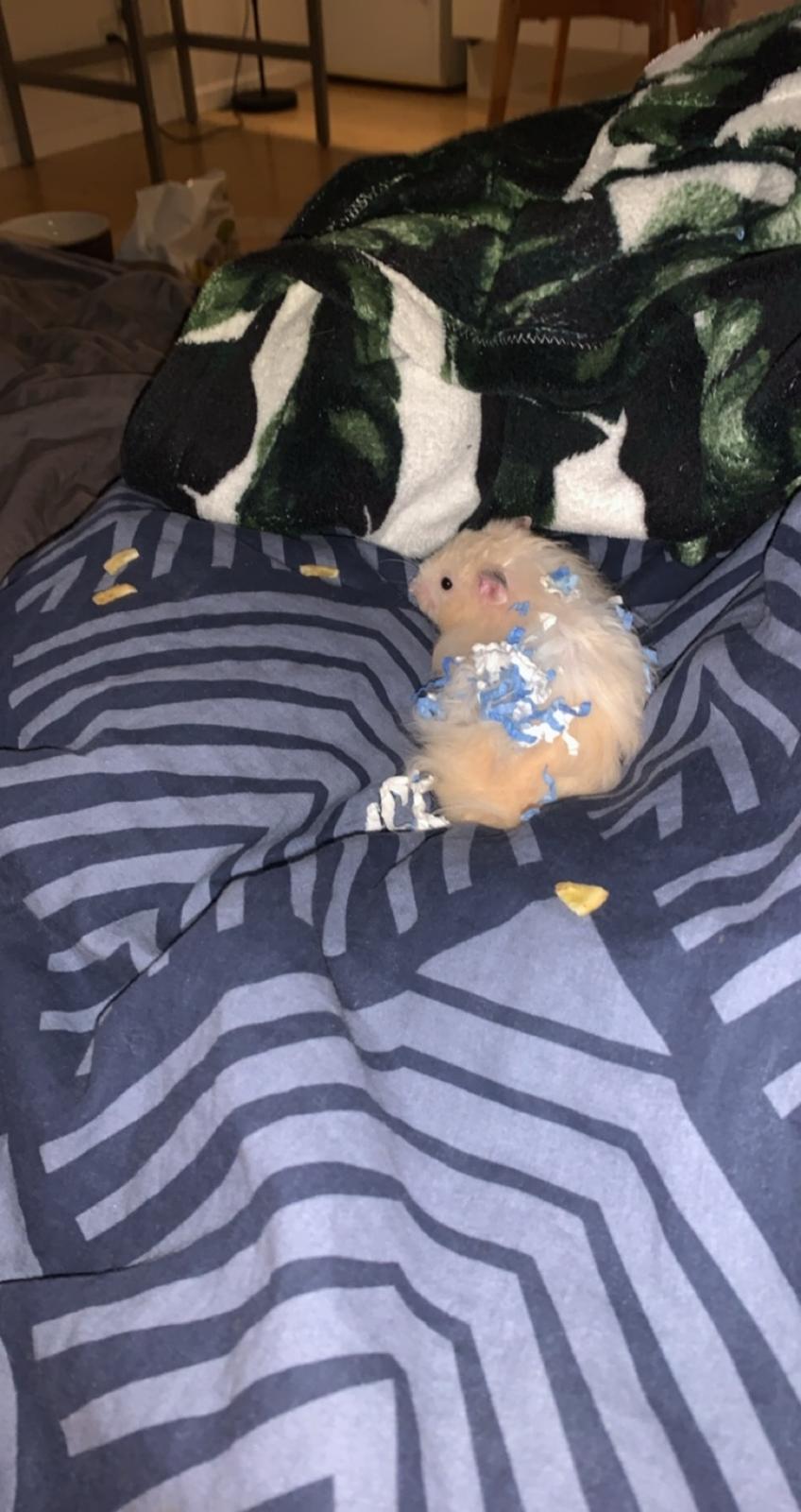 Hamster Milo Emil billede 4