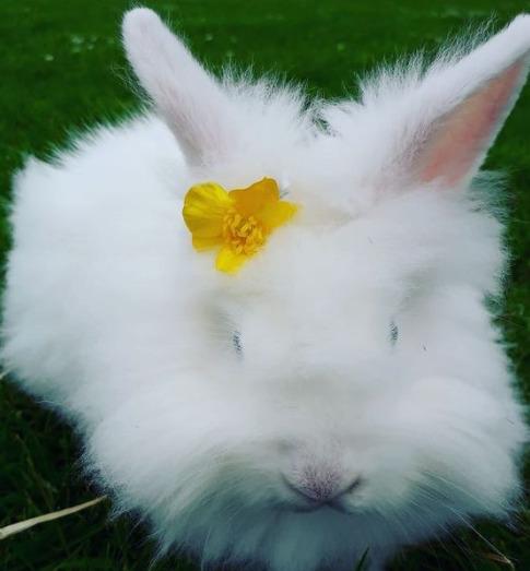 Kanin sille - sille med blomst i hået billede 1