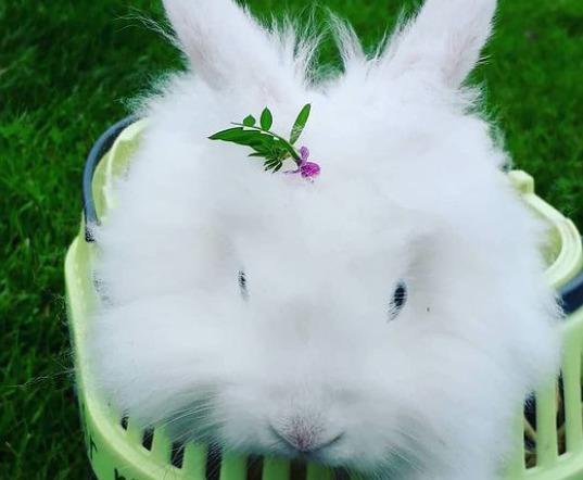 Kanin sille - sille med blomst i hået billede 2