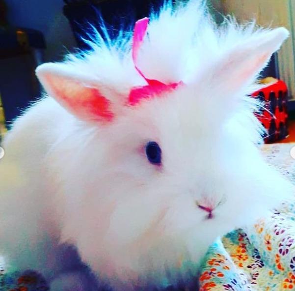 Kanin sille - sille her fæst sløjfe i for det er henes f dag billede 4