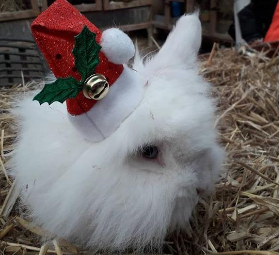 Kanin sille - glædelig jul billede 5