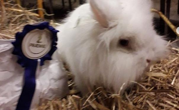 Kanin sille - sille vant 2 plas i en skønheds konkurangse billede 8