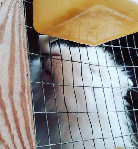 Kanin sille - sille drikker vand vor sødt billede 12