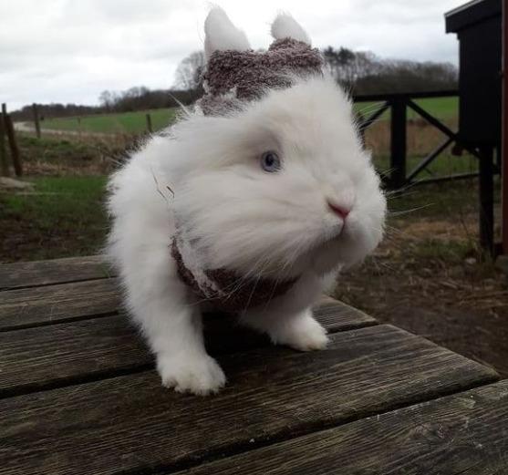 Kanin sille - silles falstalvn kustyme 2019 billede 10