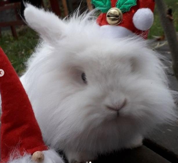 Kanin sille - sille til jul billede 7