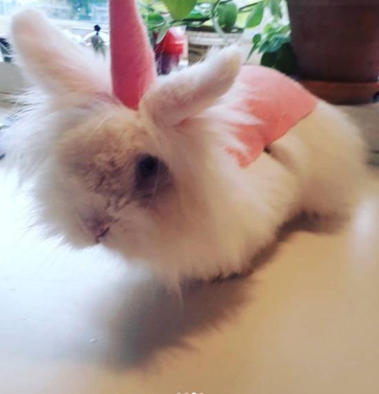 Kanin sille - sille skal vere unicorn til fastalavn billede 13