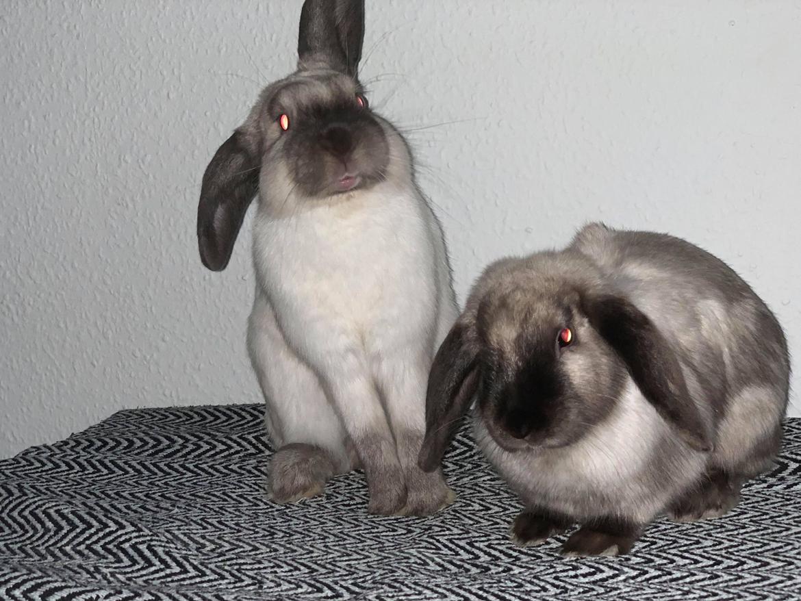 Kanin Big man og Baskuta  billede 3