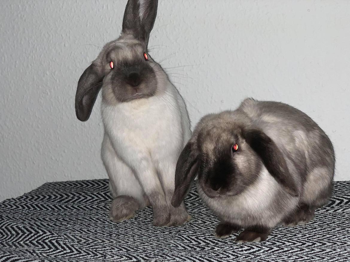 Kanin Big man og Baskuta  billede 2