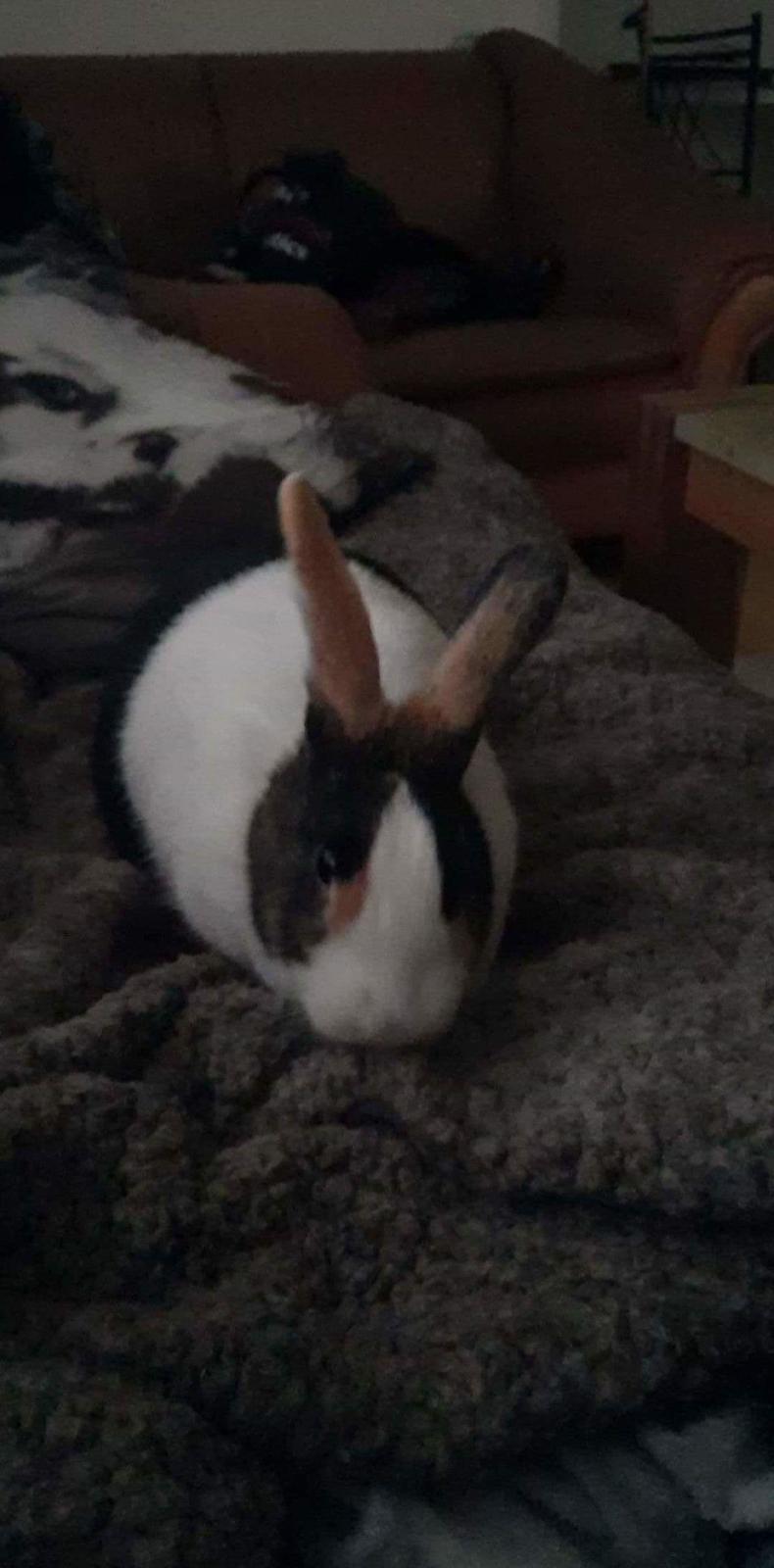 Kanin Lærke billede 1