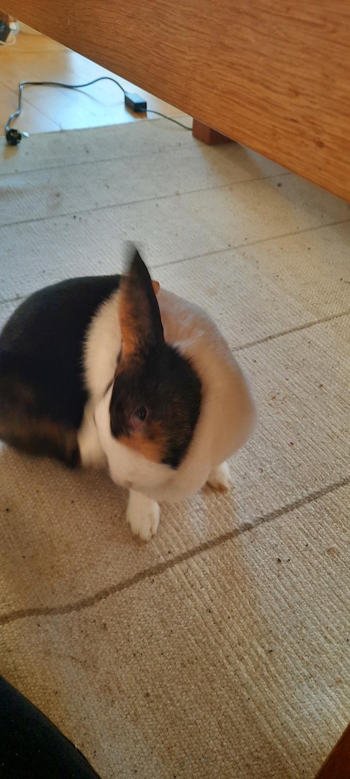 Kanin Lærke billede 5