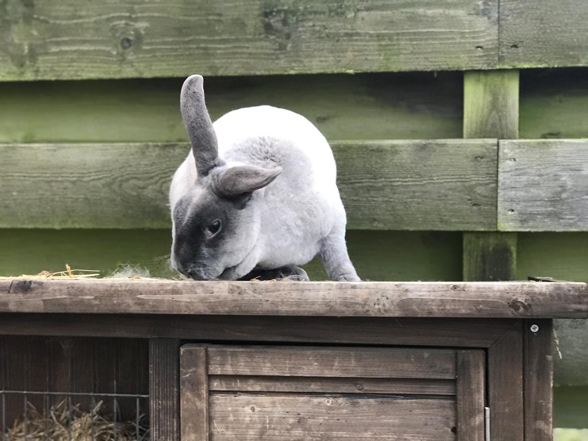 Kanin Harry billede 2