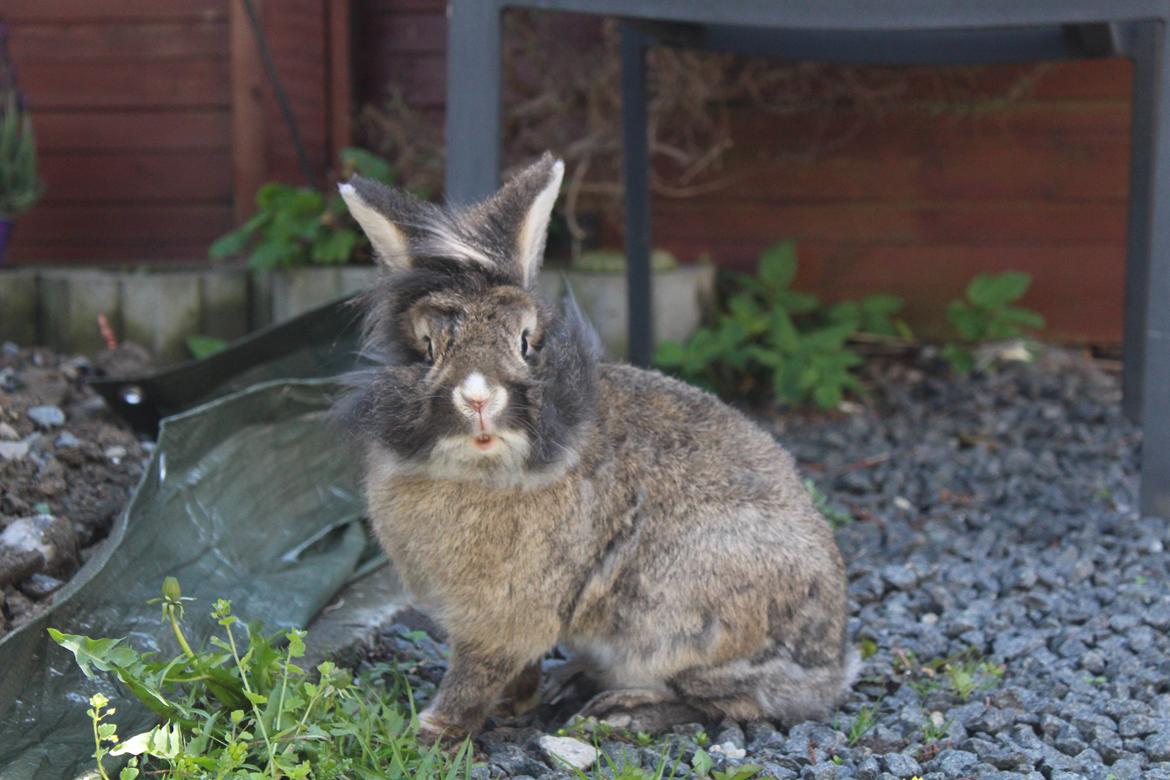 Kanin | Peter  - Peter maj 2021. billede 11