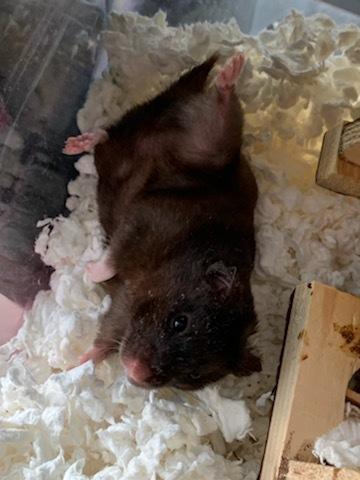 Hamster Chip billede 2