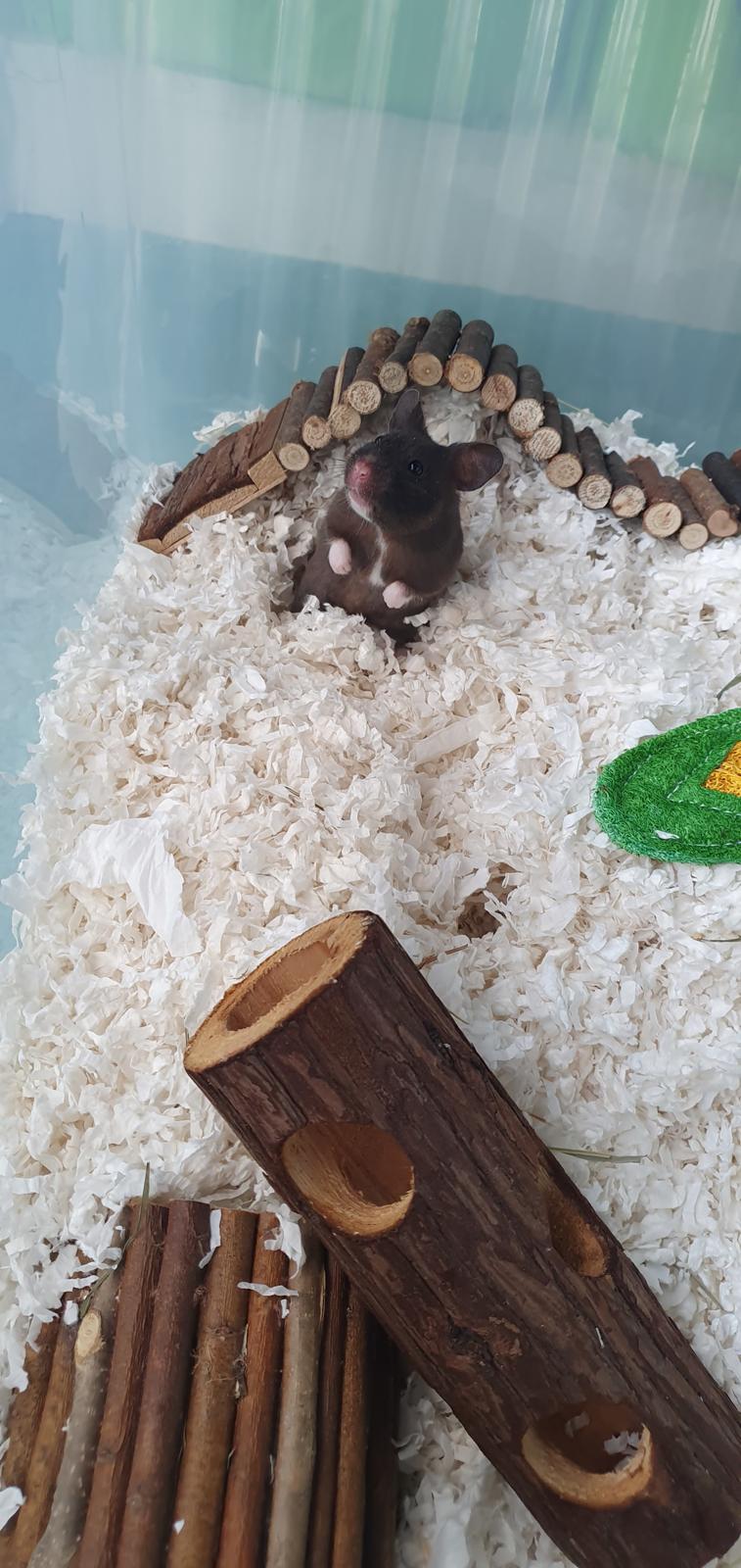 Hamster Chip billede 3