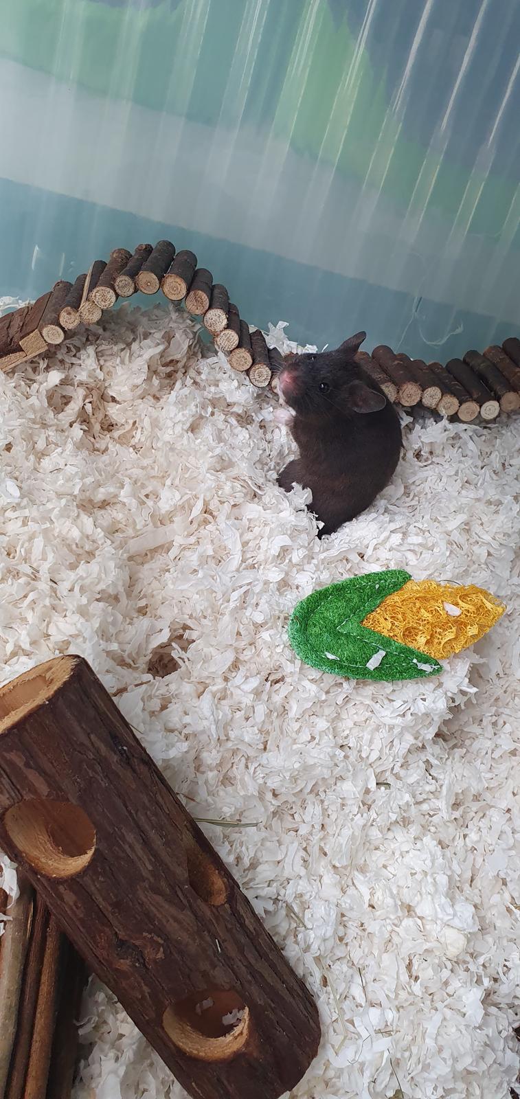 Hamster Chip billede 4