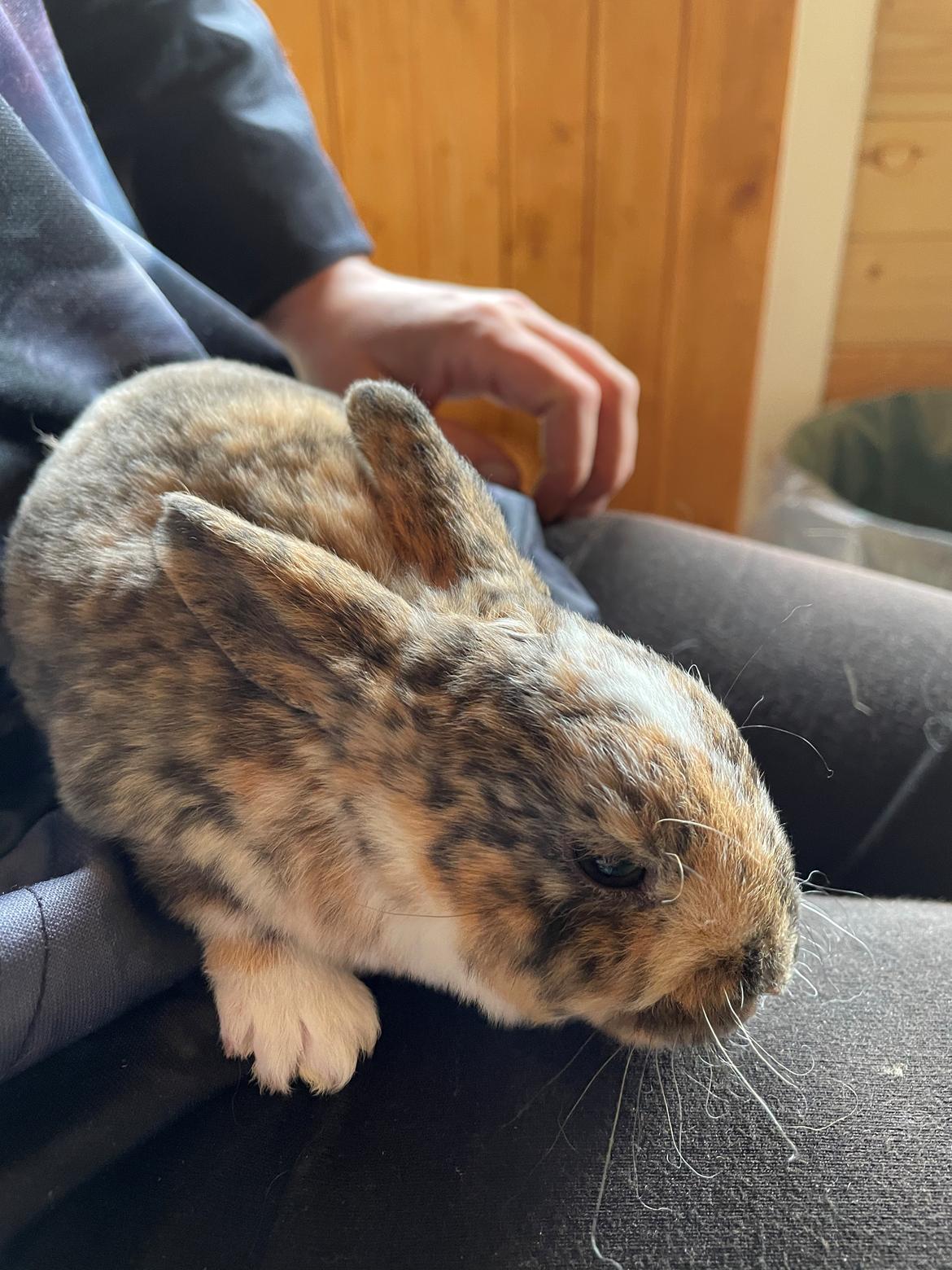 Kanin Moondancer billede 1