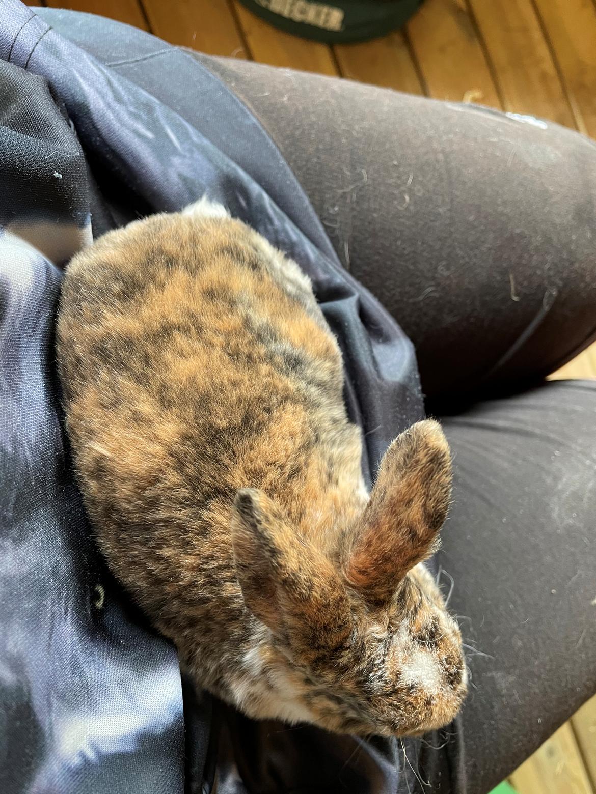 Kanin Moondancer billede 2