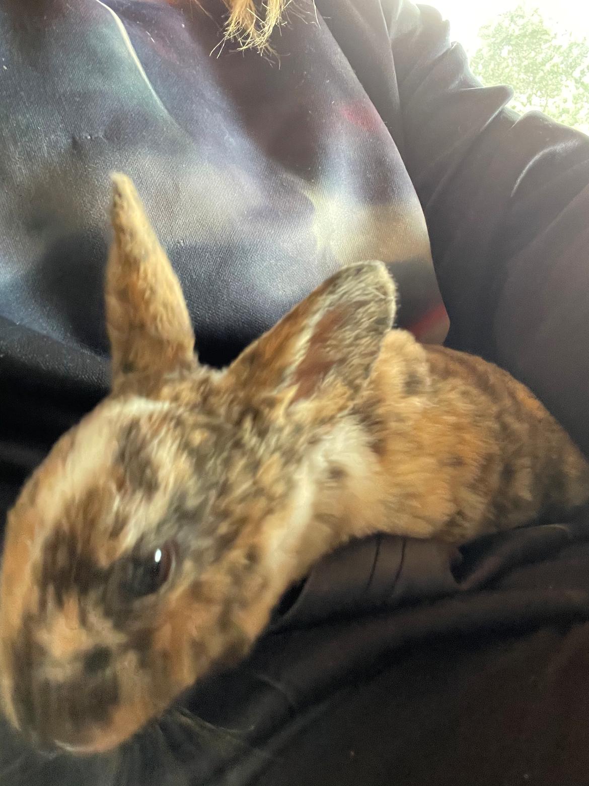 Kanin Moondancer billede 3