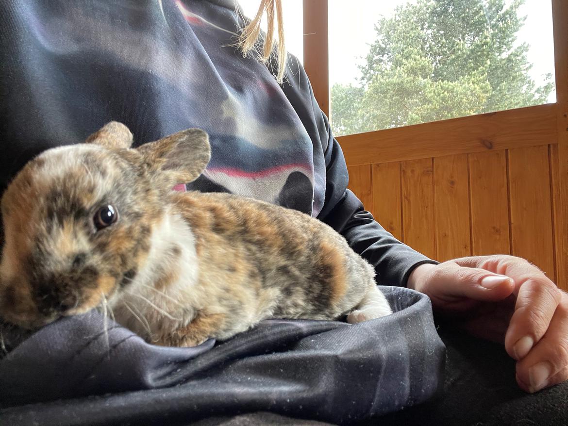 Kanin Moondancer billede 4