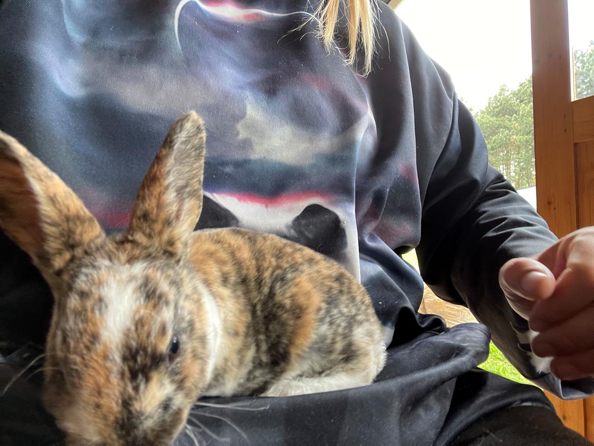 Kanin Moondancer billede 6