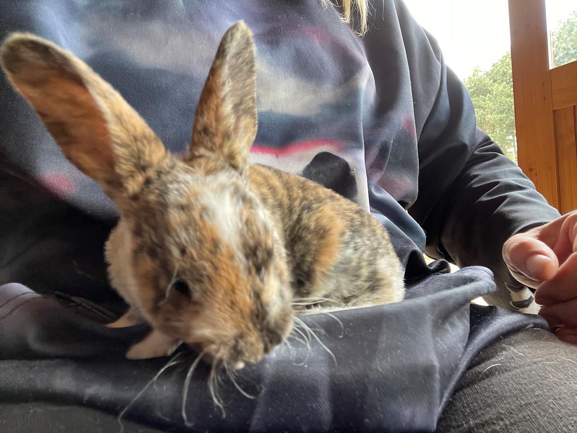 Kanin Moondancer billede 7