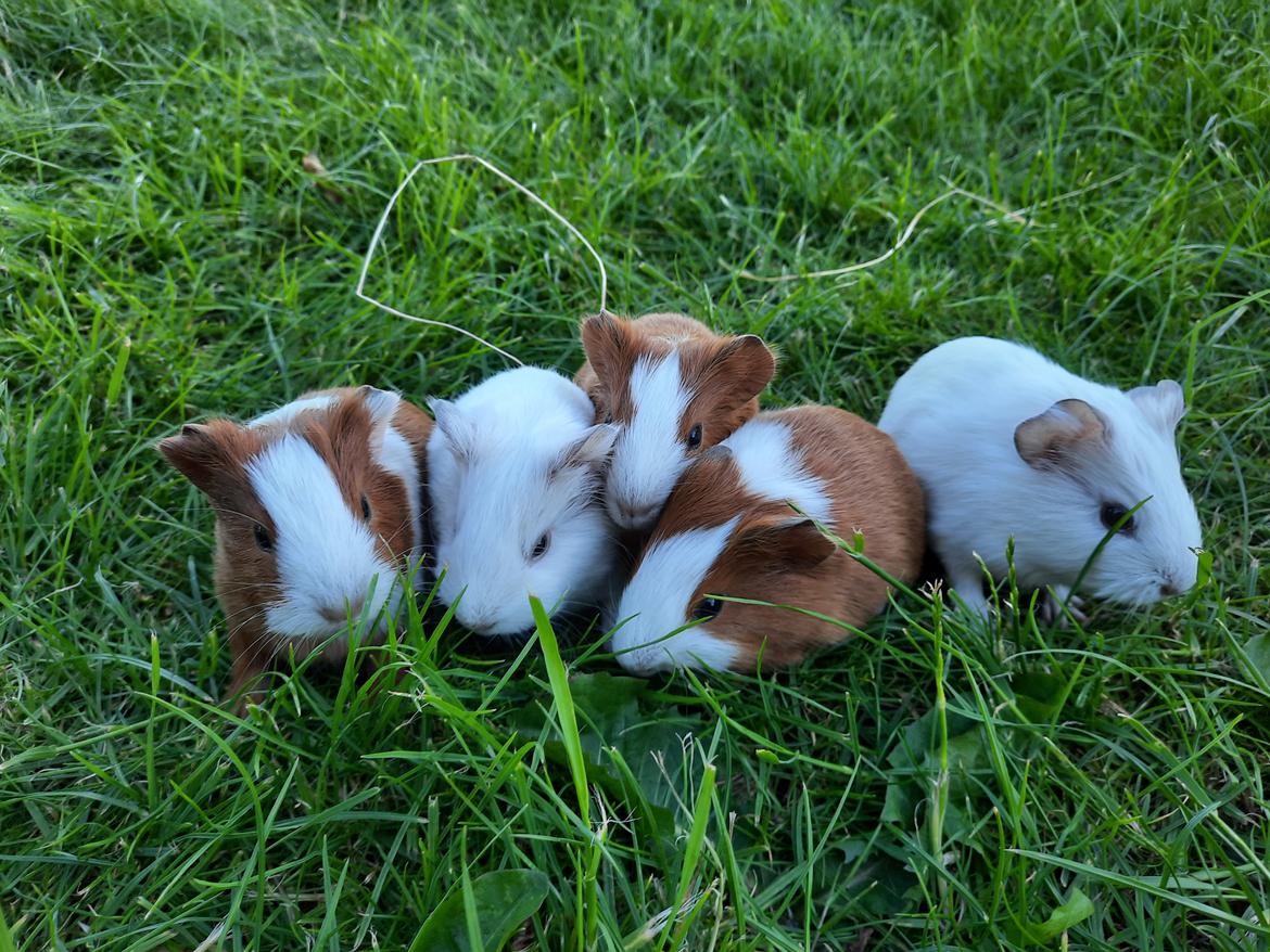 Marsvin roset billede 1