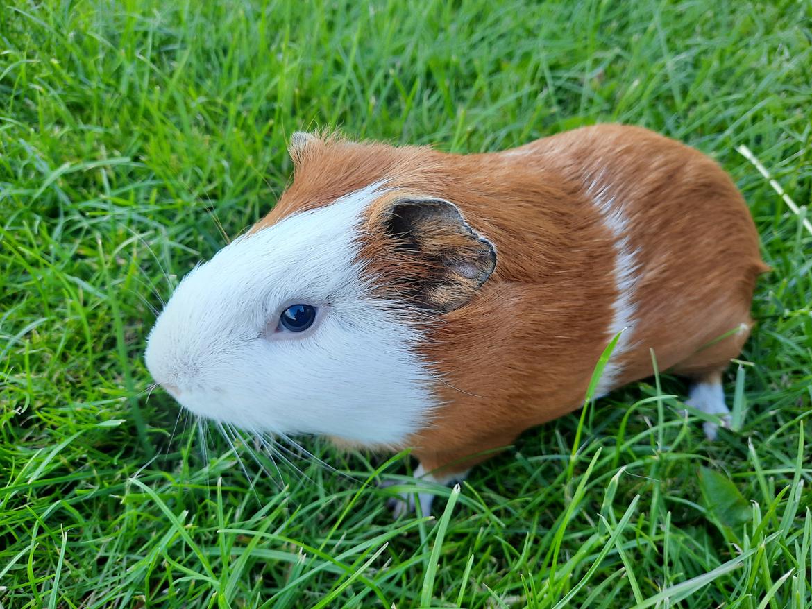 Marsvin roset billede 3