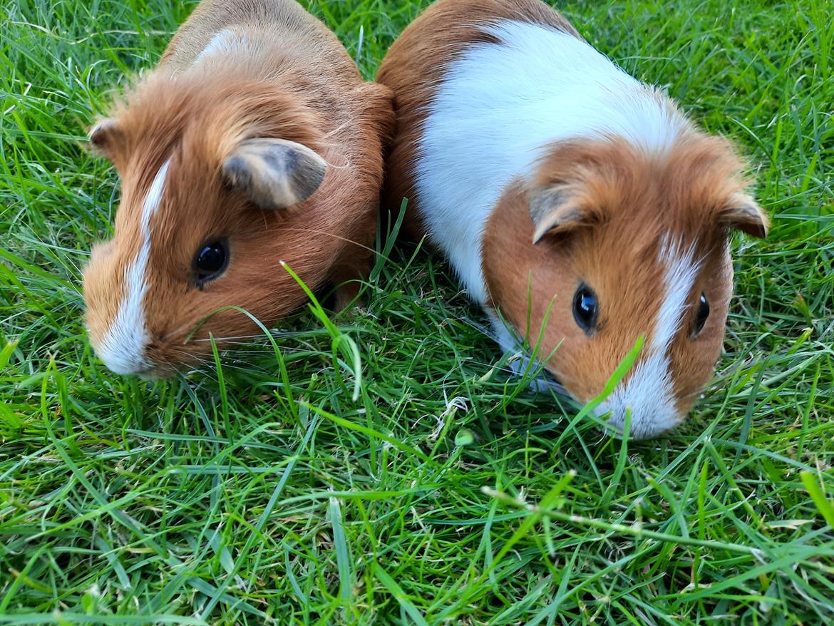 Marsvin roset billede 4