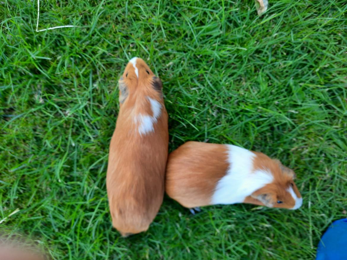 Marsvin roset billede 5