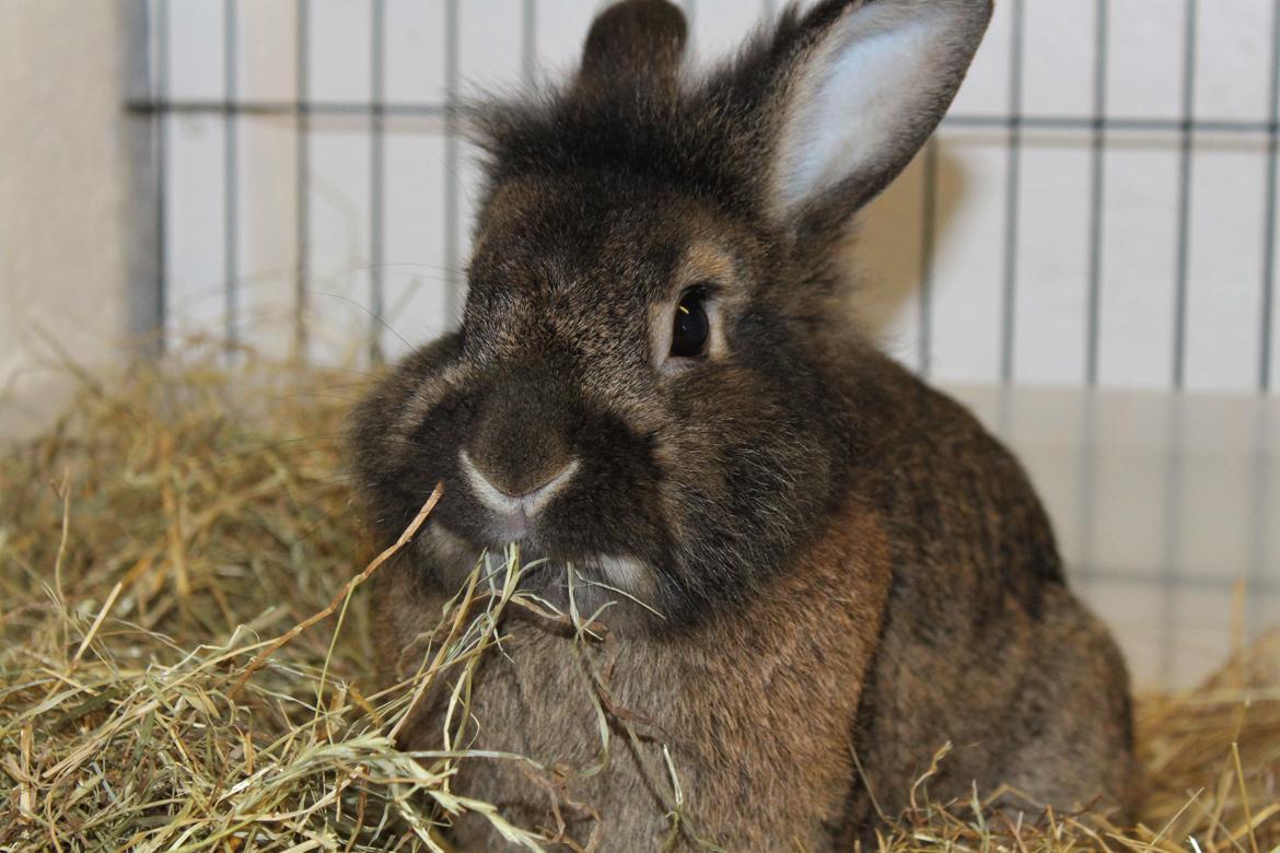 Kanin | Potedask's Alvin billede 25