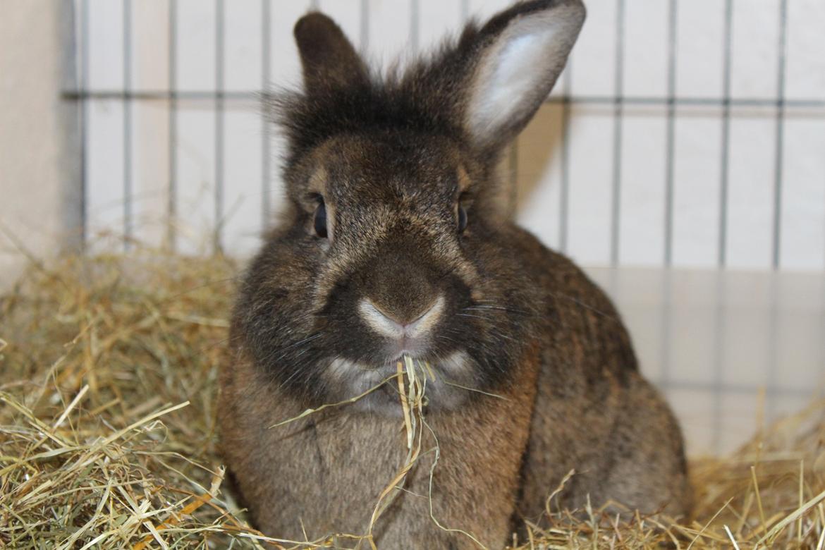 Kanin | Potedask's Alvin billede 26