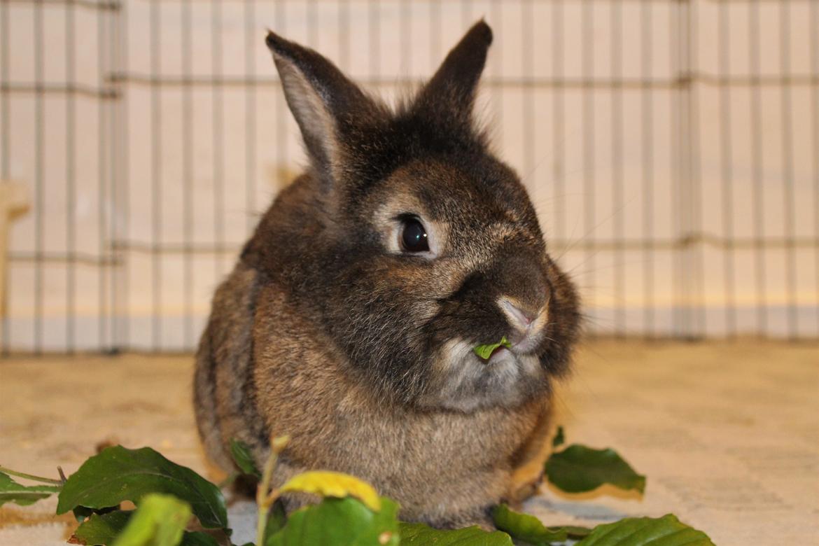 Kanin | Potedask's Alvin billede 29