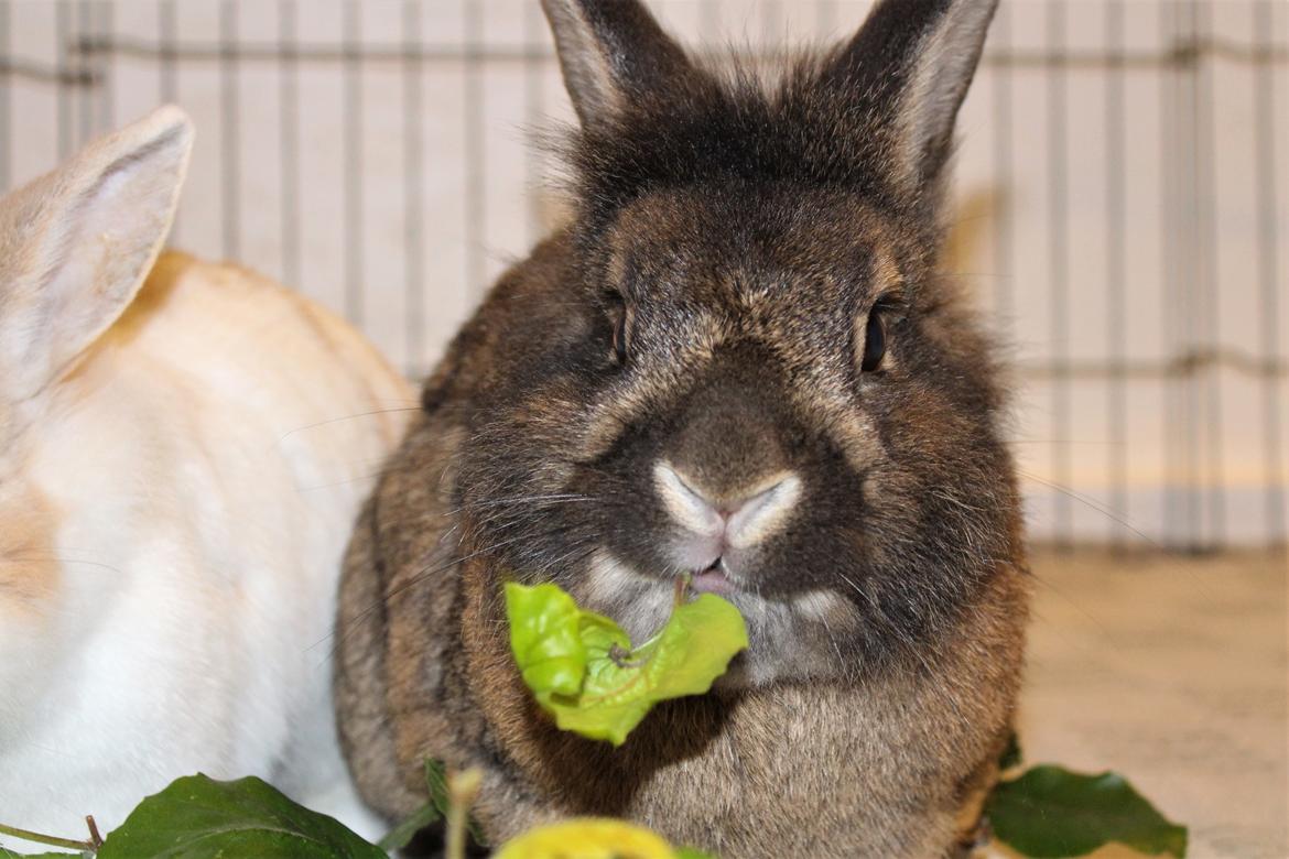 Kanin | Potedask's Alvin billede 30