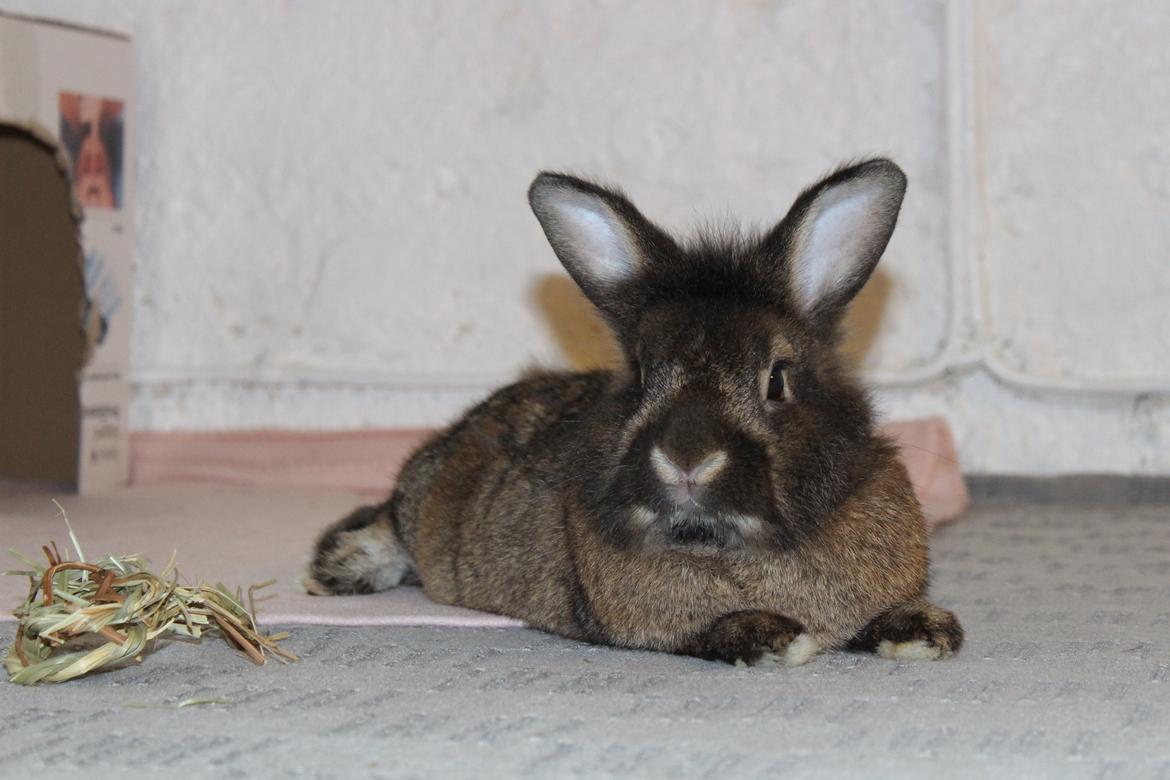 Kanin | Potedask's Alvin billede 27