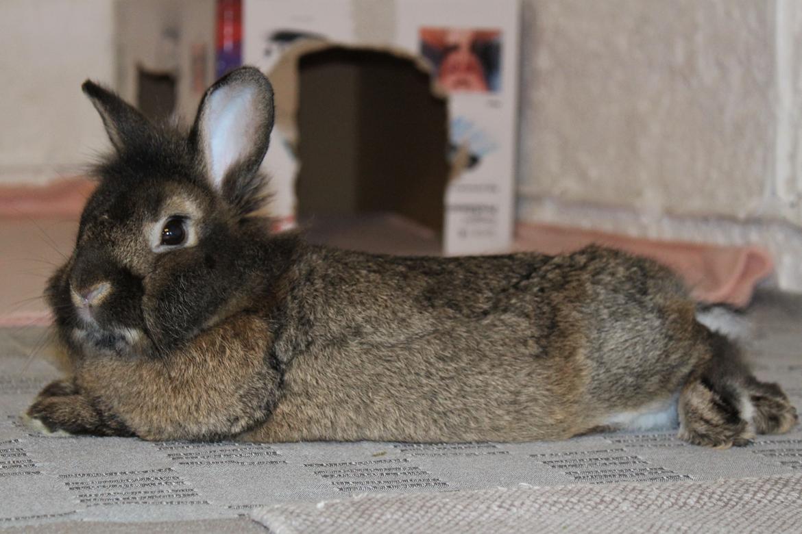 Kanin | Potedask's Alvin billede 28