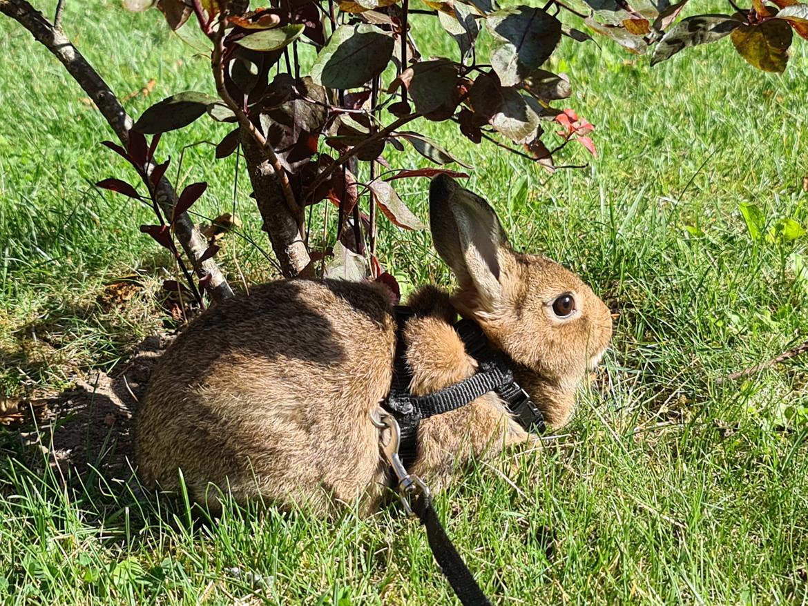 Kanin Blomst billede 1