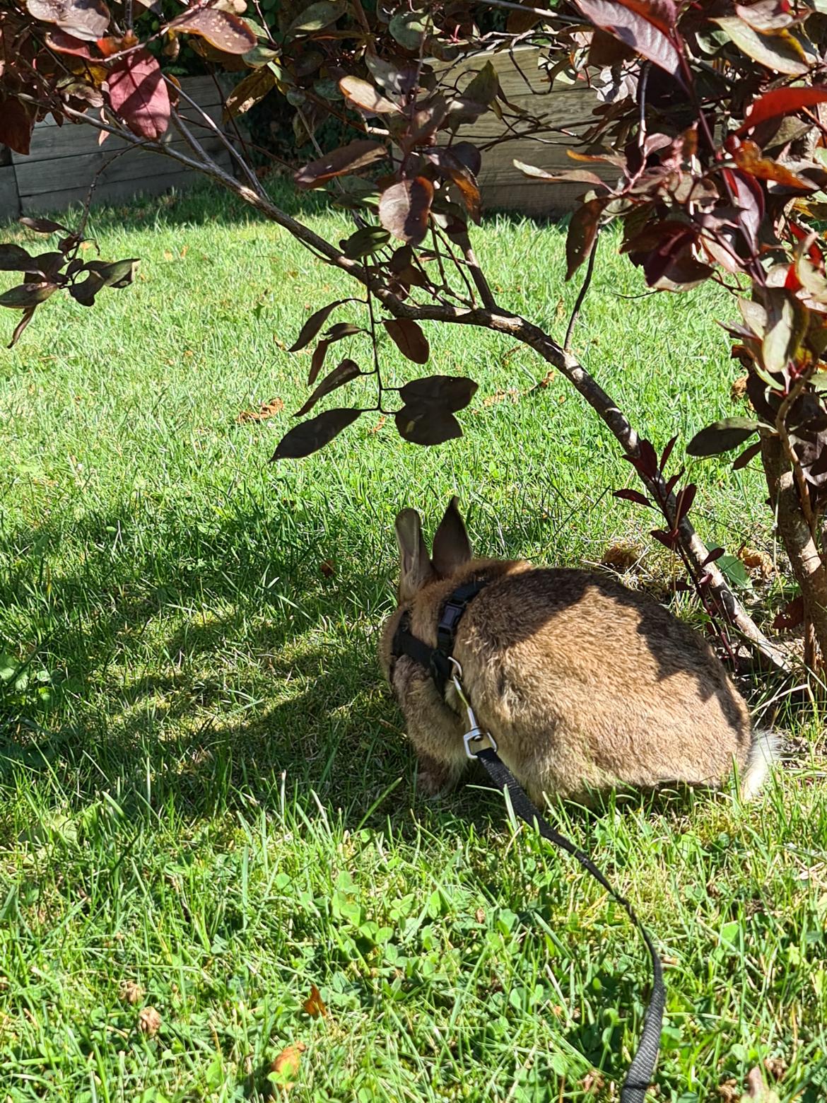 Kanin Blomst billede 2