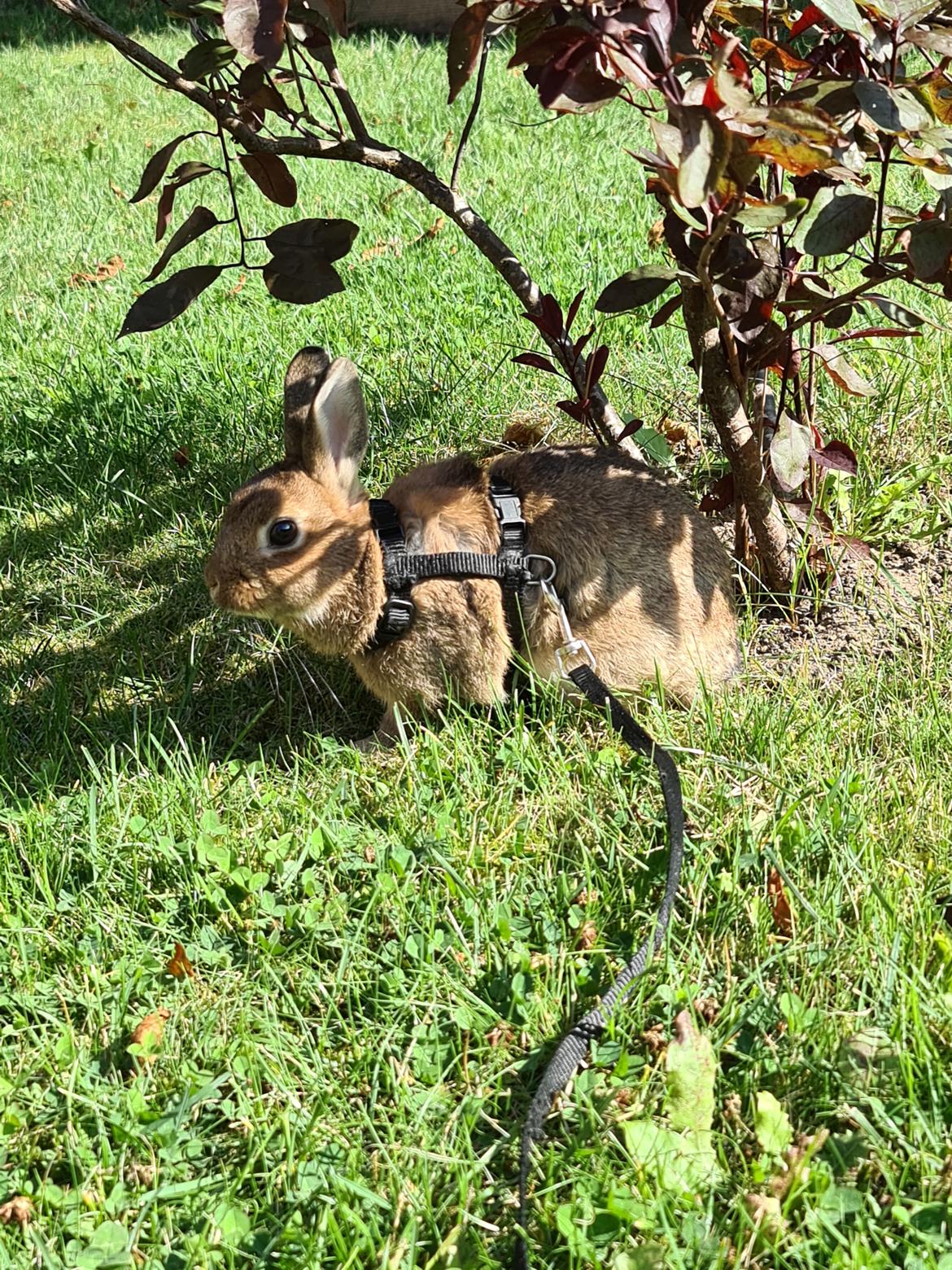 Kanin Blomst billede 3