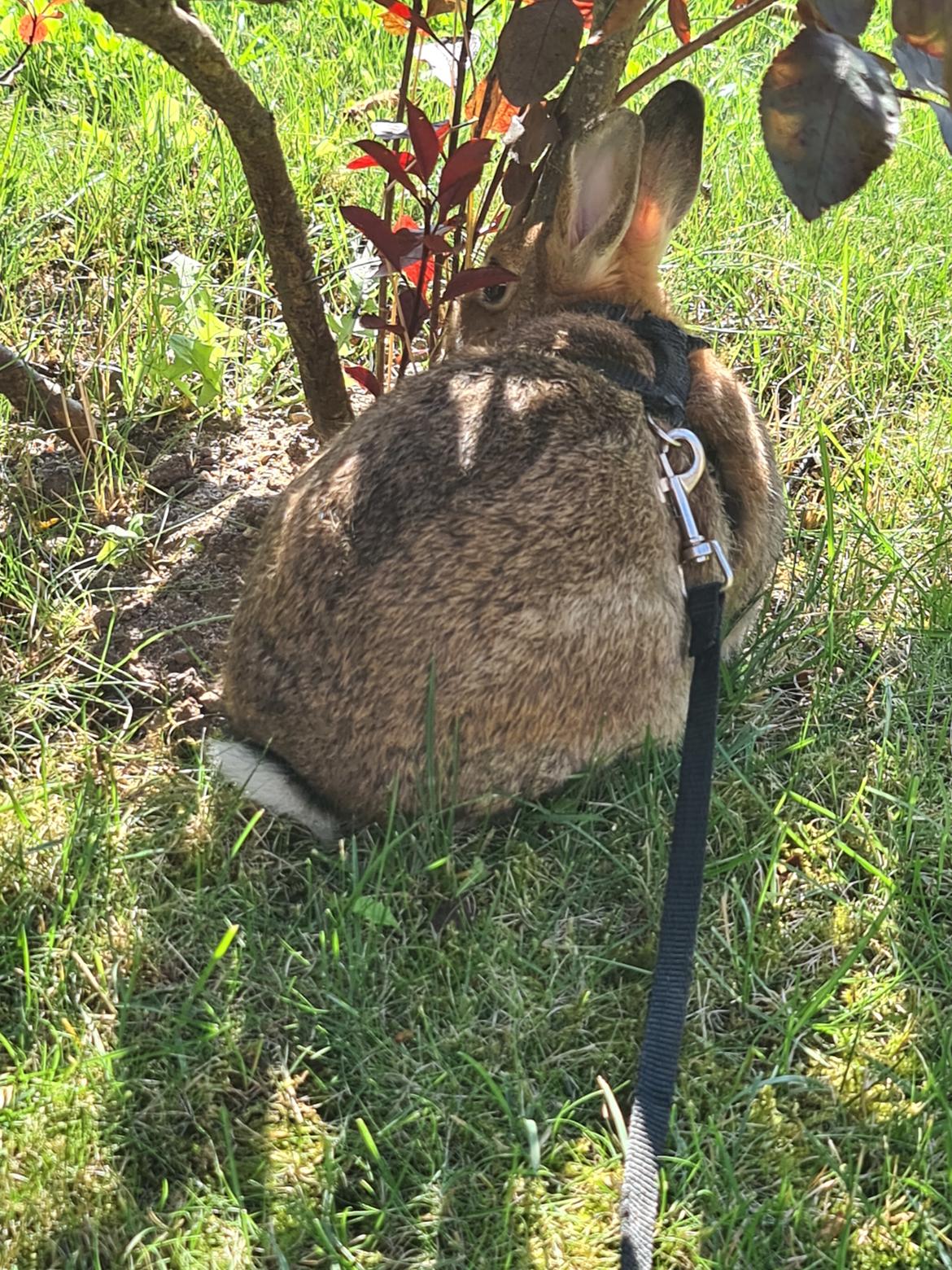 Kanin Blomst billede 5